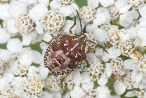 Réf. 240 104 : Carpocoris purpureipennis